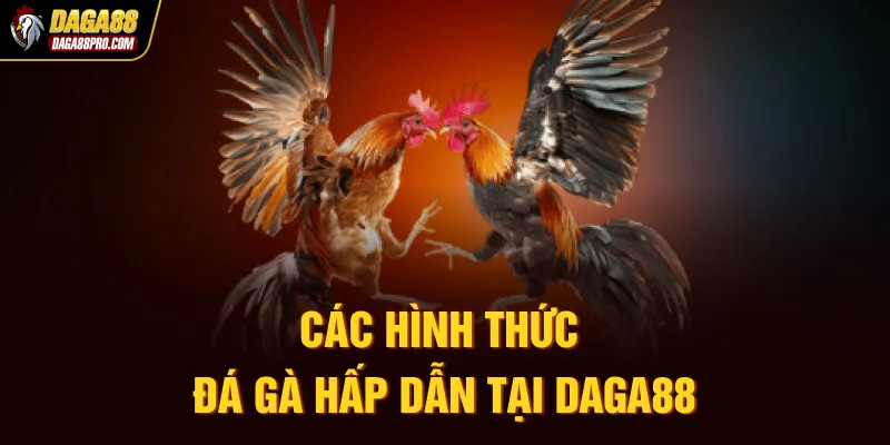 Các hình thức đá gà hấp dẫn tại Daga88