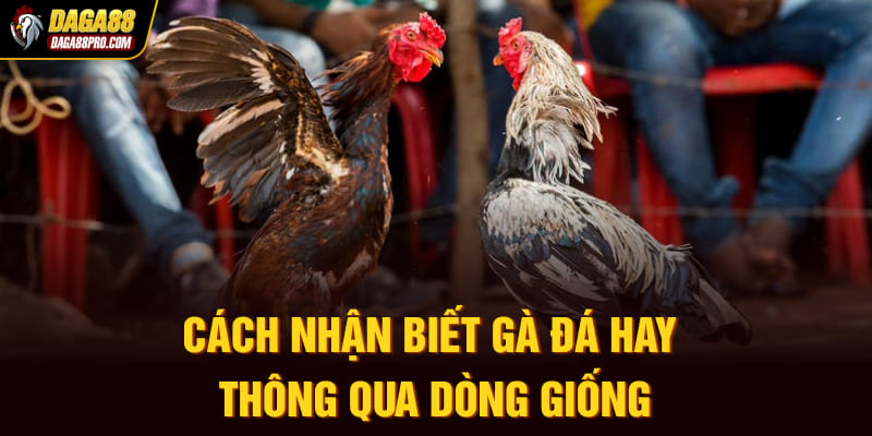 Cách nhận biết gà đá hay thông qua dòng giống