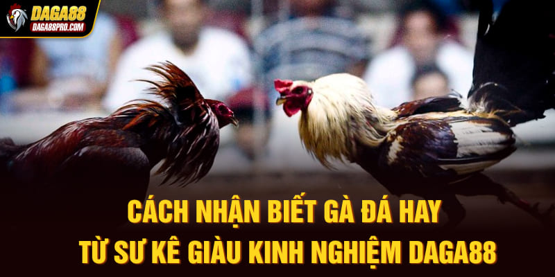 cách nhận biết gà đá hay