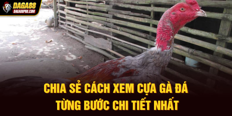 Chia Sẻ Cách Xem Cựa Gà Đá Từng Bước Chi Tiết Nhất