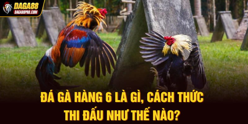 đá gà hàng 6