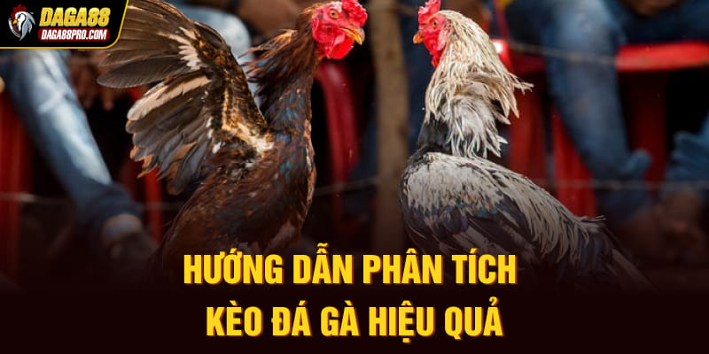 Hướng dẫn phân tích kèo đá gà hiệu quả