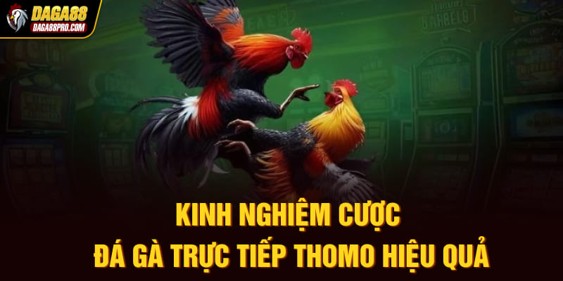 Kinh nghiệm cược đá gà trực tiếp Thomo hiệu quả