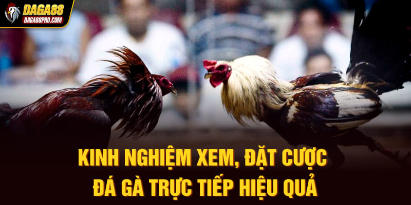 Kinh nghiệm xem, đặt cược đá gà trực tiếp hiệu quả