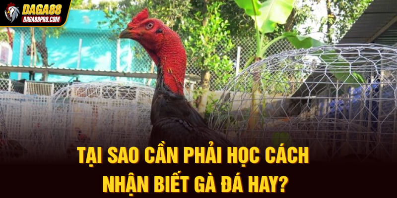 Tại sao cần phải học cách nhận biết gà đá hay?