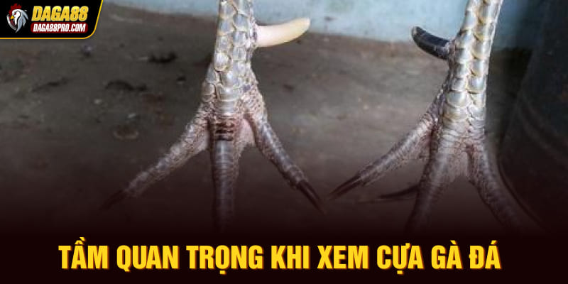 Tầm Quan Trọng Khi Xem Cựa Gà Đá