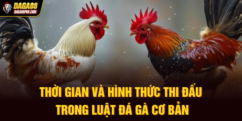 Thời gian và hình thức thi đấu trong luật đá gà cơ bản