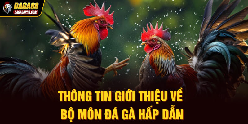 Thông tin giới thiệu về bộ môn đá gà hấp dẫn