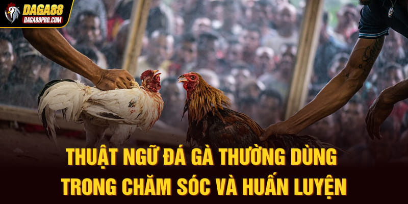 Thuật ngữ đá gà thường dùng trong chăm sóc và huấn luyện