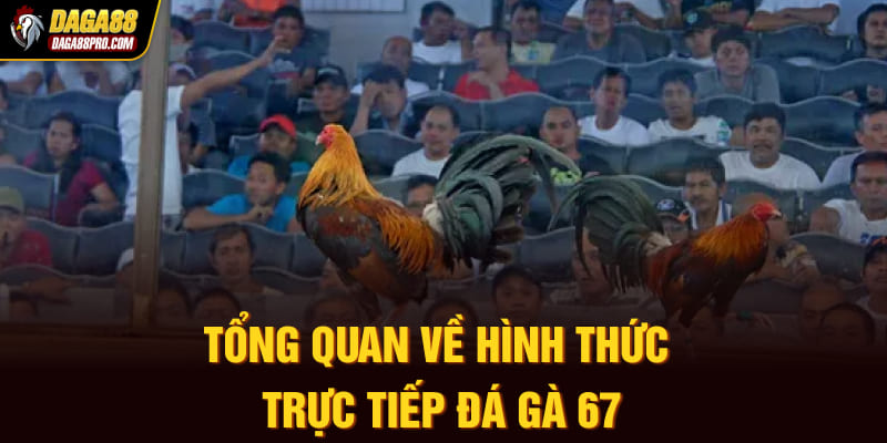 Tổng quan về hình thức trực tiếp đá gà 67