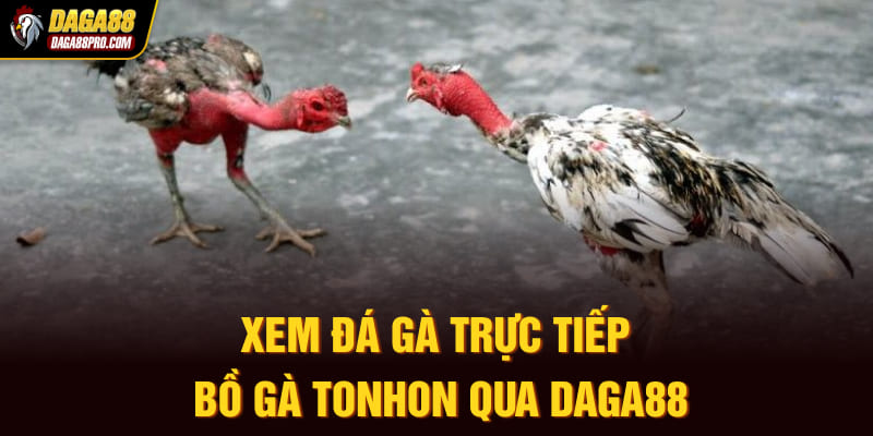 Xem đá gà trực tiếp bồ gà Tonhon qua Daga88